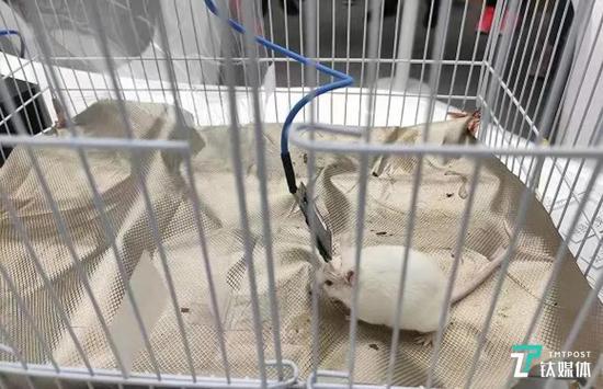 陶虎教授的小白鼠实验