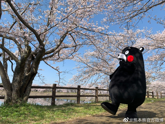 （熊本熊部长赏樱，图片来自@熊本熊官方微博 ）