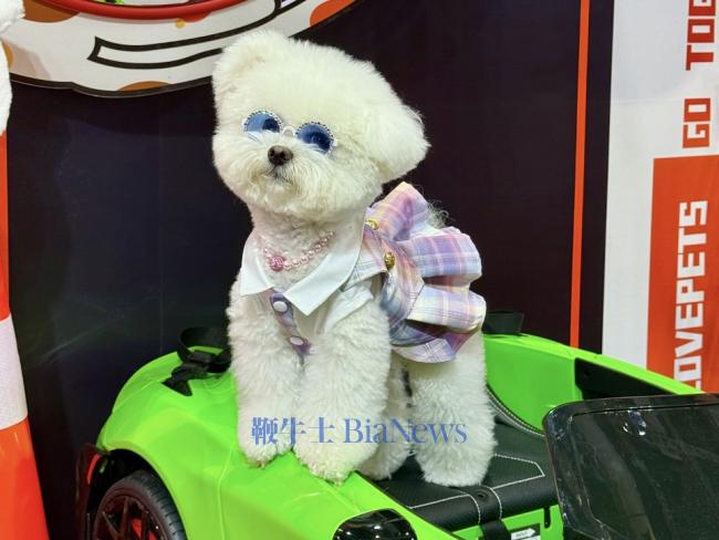 毛孩子们在滴滴展区打卡留影