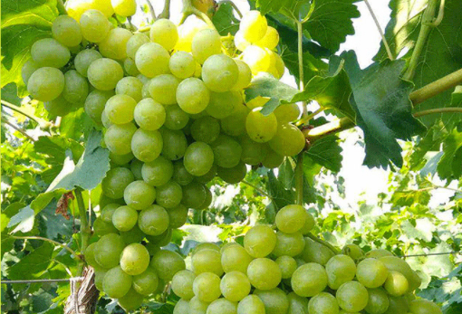 image007.png