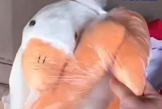微信截图_20231012145914.png