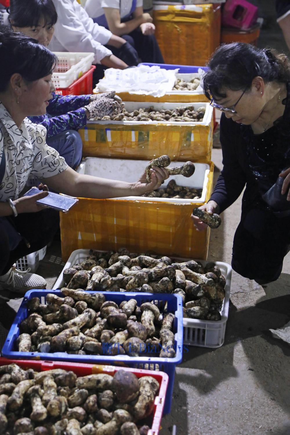 8月的云南木水花野生菌交易中心，进入全年最忙碌的时节。杨宛  摄_proc.jpg